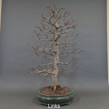 Preview: Rotbuche - Fagus sylvatica 10