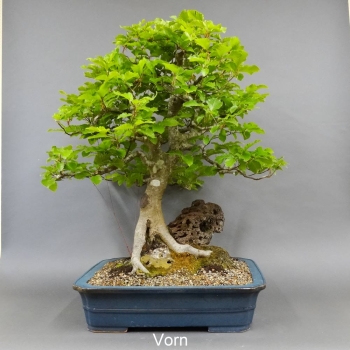 vorn