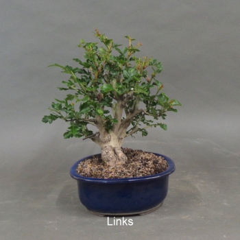 Rotdorn, Bonsai, links