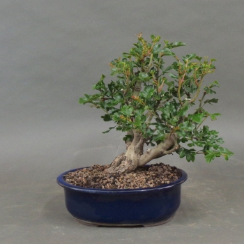 Rotdorn, Bonsai, vorn