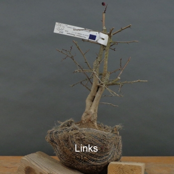 Preview: Rotdorn, Bonsai