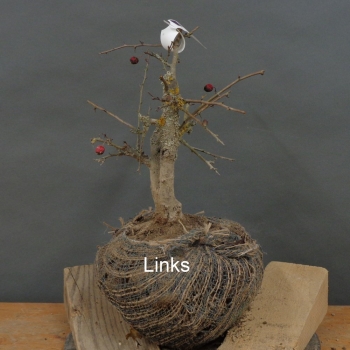 Preview: Rotdorn, Bonsai