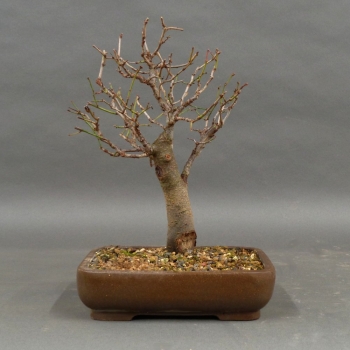 Schlehe, Schwarzdorn