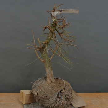 Prunus spinosa, Schlehdorn