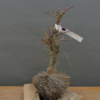 Prunus spinosa, Schlehdorn