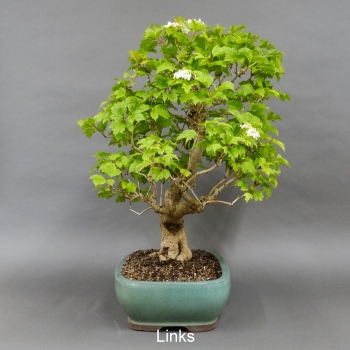 Bonsai Gemeiner Schneeball links