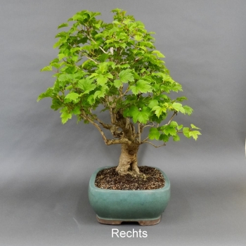 Bonsai Gemeiner Schneeball