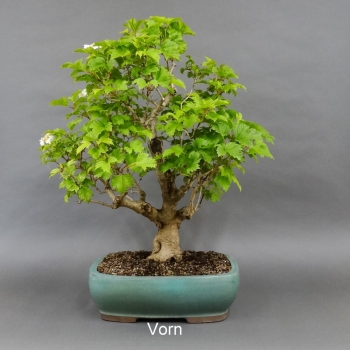 Bonsai Gemeiner Schneeball