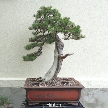Preview: Bonsai, Pinus nigra