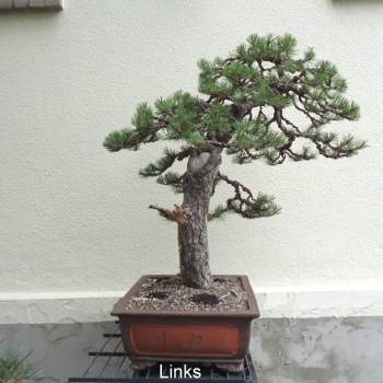Preview: Bonsai, Pinus nigra