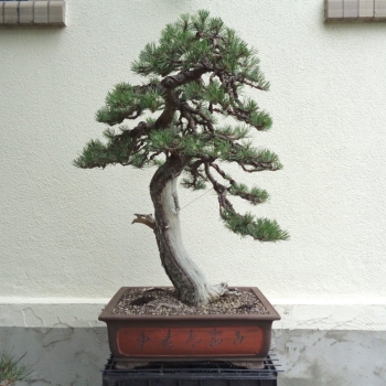 Bonsai, Pinus nigra