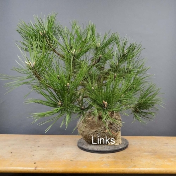 Pinus nigra Schwarzkiefer