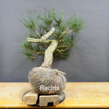 Pinus nigra Schwarzkiefer