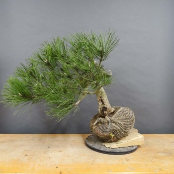 Pinus nigra Schwarzkiefer