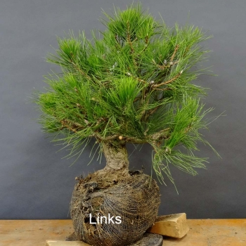 Pinus nigra Schwarzkiefer