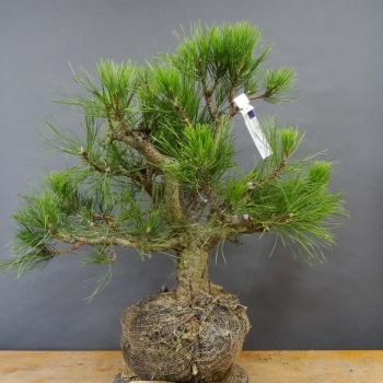 Pinus nigra Schwarzkiefer