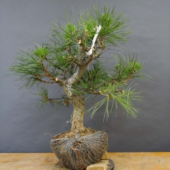 Pinus nigra Schwarzkiefer