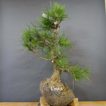 Pinus nigra Schwarzkiefer