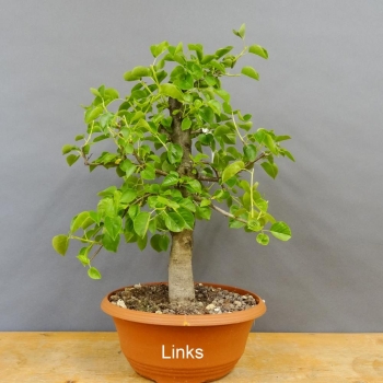 Prunus mahaleb, Steinweichsel, Bonsai