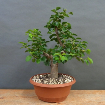 Prunus mahaleb, Steinweichsel, Bonsai