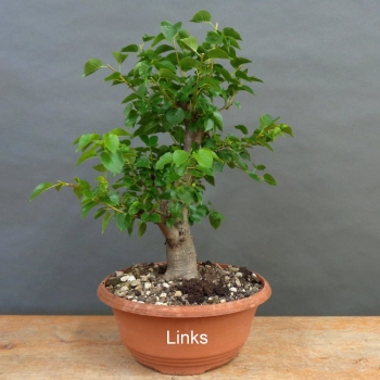 Preview: Prunus mahaleb, Steinweichsel, Bonsai