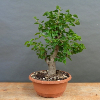 Prunus mahaleb, Steinweichsel, Bonsai