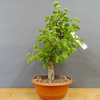 Prunus mahaleb, Steinweichsel, Bonsai