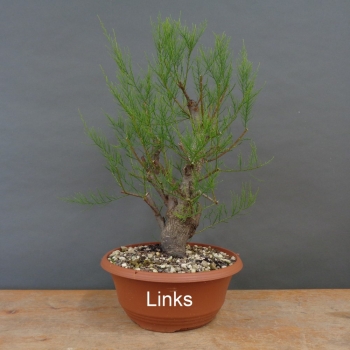 Preview: Pre-Bonsai,Tamarix, parviflora, Tamariske