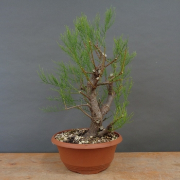 Pre-Bonsai,Tamarix, parviflora, Tamariske