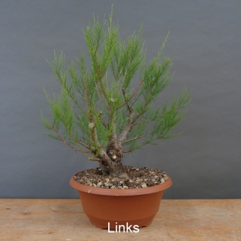 Preview: Pre-Bonsai,Tamarix, parviflora, Tamariske
