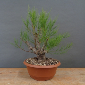 Pre-Bonsai,Tamarix, parviflora, Tamariske