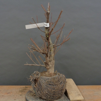 Frühlingstamariske - Tamarix parviflora B1