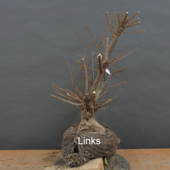 Preview: Pre-Bonsai,Tamarix, parviflora, Tamariske