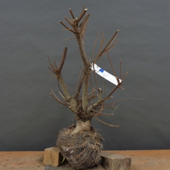 Frühlingstamariske - Tamarix parviflora B2