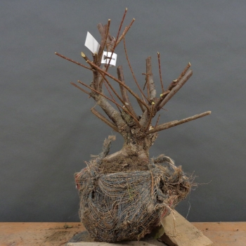 Frühlingstamariske - Tamarix parviflora B3