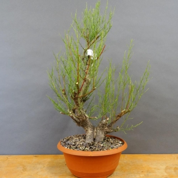 Pre-Bonsai,Tamarix, parviflora, Tamariske