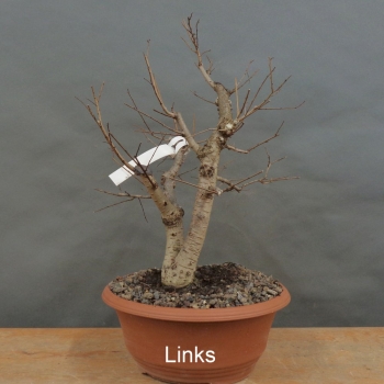 Preview: Pre-Bonsai, Feldulme Ulmus minor