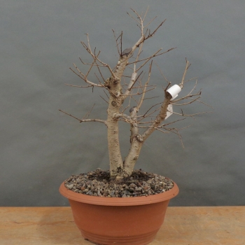 Pre-Bonsai, Feldulme Ulmus minor