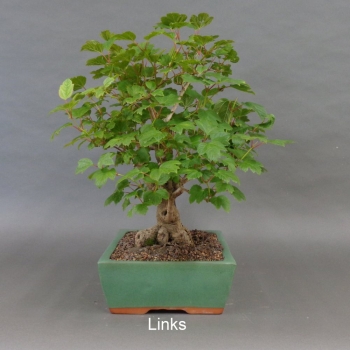 Preview: Bonsai Gemeiner Schneeball links