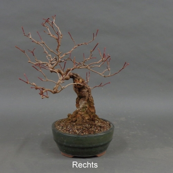 Preview: Bonsai Gemeiner Schneeball rechts