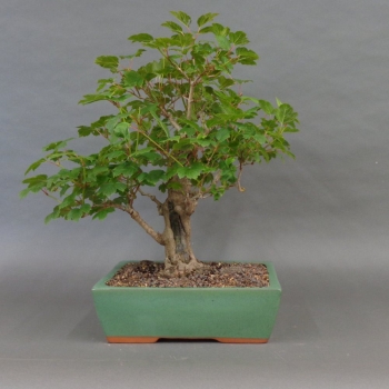 Bonsai Gemeiner Schneeball
