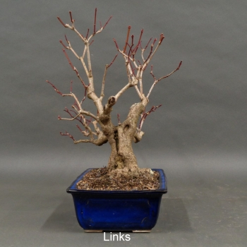 Preview: Bonsai Gemeiner Schneeball links