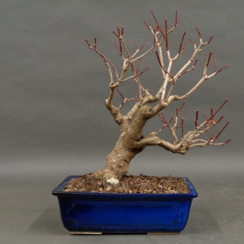 Bonsai Gemeiner Schneeball