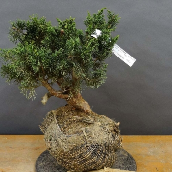 Juniperus chin. 'Blaauw'