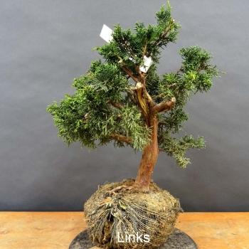 Juniperus chin. 'Blaauw'