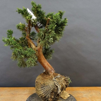 Juniperus chin. 'Blaauw'