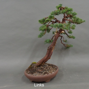 Preview: Chinesischer Wacholder Bonsai, links