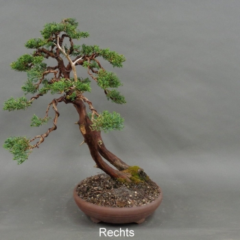Preview: Chinesischer Wacholder Bonsai, rechts