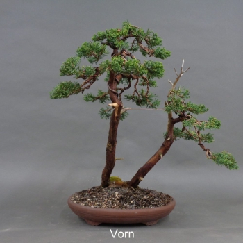 Chinesischer Wacholder Bonsai