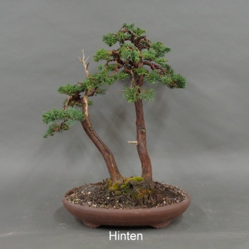 Preview: Chinesischer Wacholder Bonsai, hinten